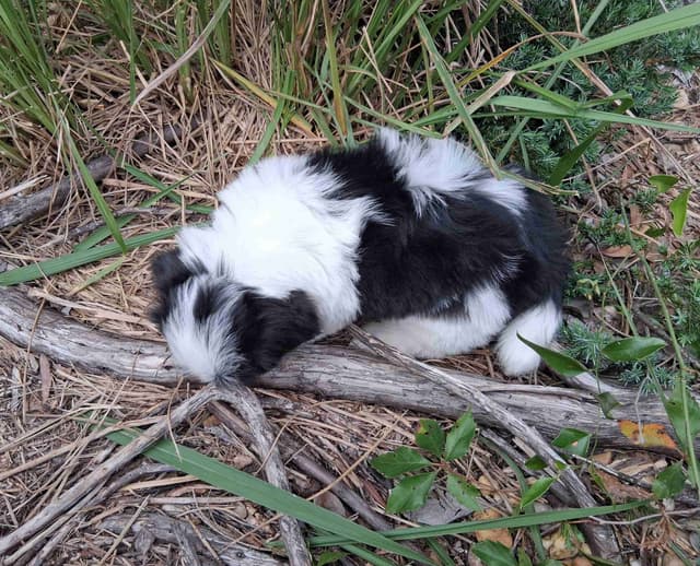 352-507-2089 FLORIDA  LHASA APSOS MULTI-CHAMPION ANCESTRY media 6