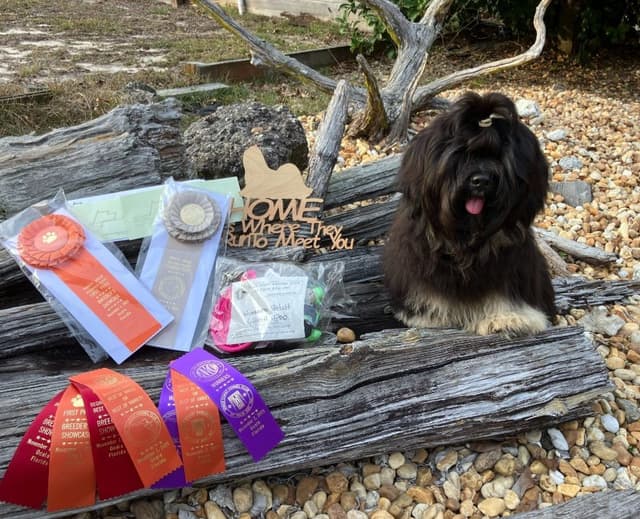 352-507-2089 FLORIDA  LHASA APSOS MULTI-CHAMPION ANCESTRY media 14