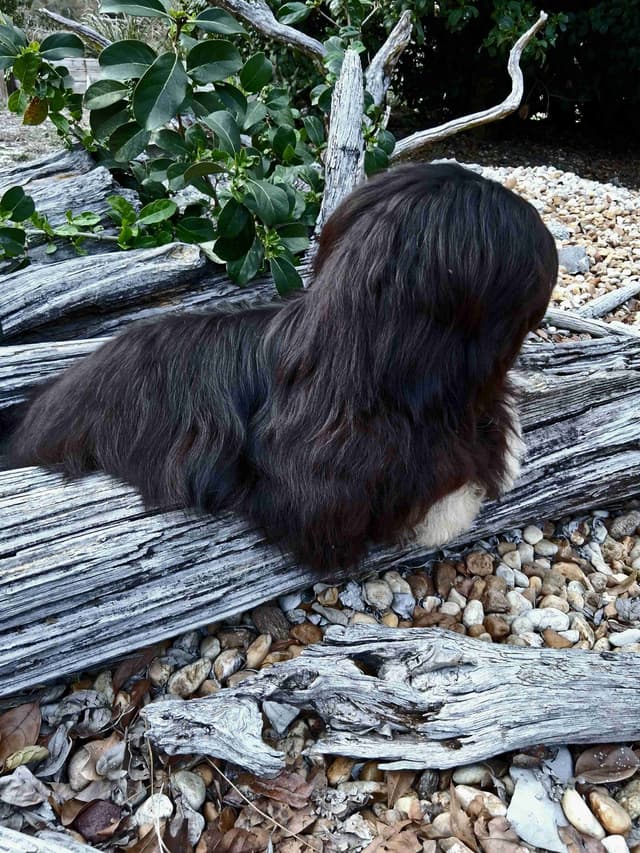 352-507-2089 FLORIDA  LHASA APSOS MULTI-CHAMPION ANCESTRY media 16
