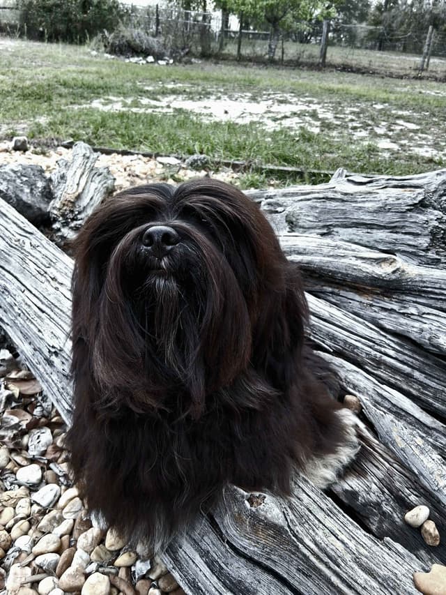 352-507-2089 FLORIDA  LHASA APSOS MULTI-CHAMPION ANCESTRY media 15