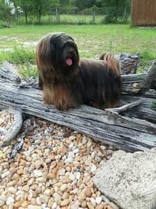 352-507-2089 FLORIDA  LHASA APSOS MULTI-CHAMPION ANCESTRY media 21