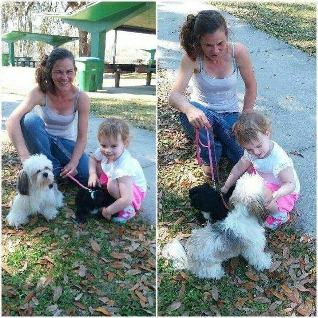 352-507-2089 FLORIDA  LHASA APSOS MULTI-CHAMPION ANCESTRY media 11
