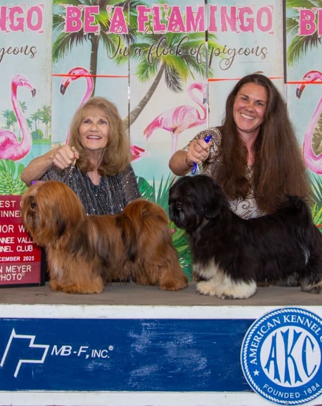 352-507-2089 FLORIDA  LHASA APSOS MULTI-CHAMPION ANCESTRY media 13
