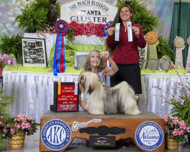 352-507-2089 FLORIDA AKC LHASA APSO PUPPIES MULTI-CHAMPION ANCESTRY media 11