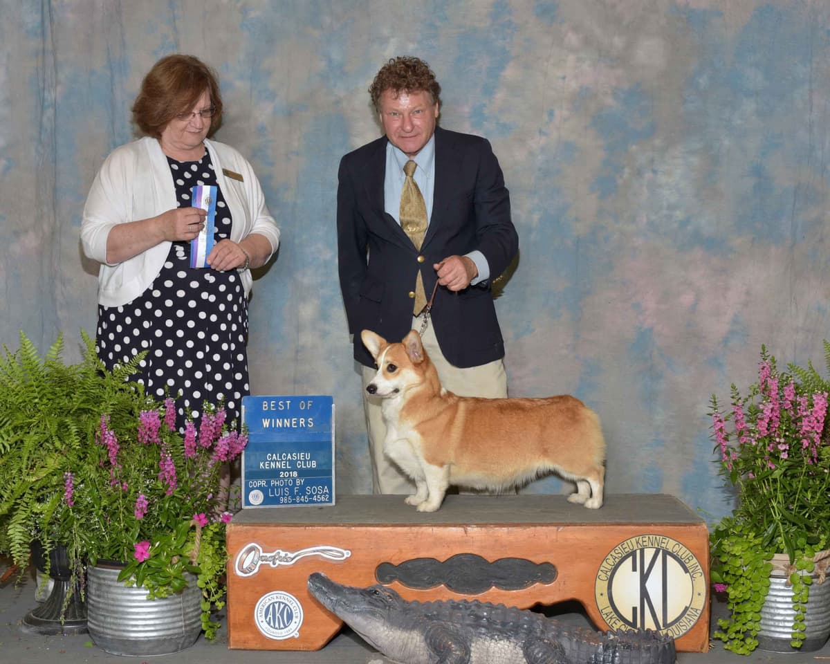 Cornwall's Pembroke Welsh Corgi Puppies, Ready for their Forever Homes breeder image 3