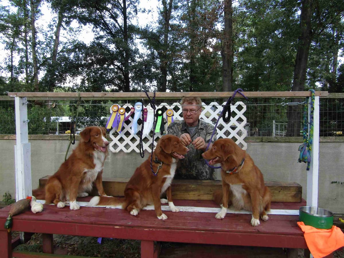Cornwall's Pembroke Welsh Corgi Puppies, Ready for their Forever Homes breeder image 7