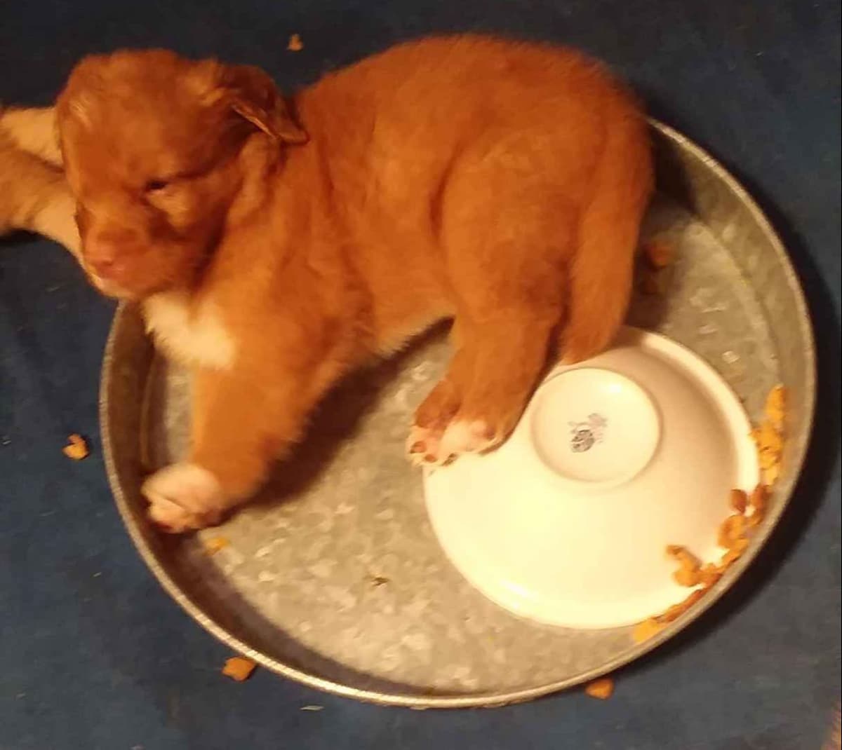 Cornwall's Pembroke Welsh Corgi Puppies, Ready for their Forever Homes breeder image 10
