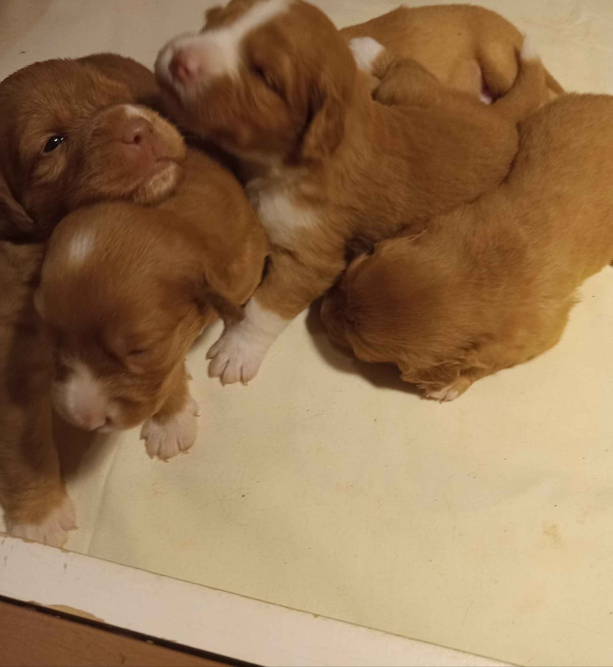 Cornwall's Pembroke Welsh Corgi Puppies, Ready for their Forever Homes breeder image 8