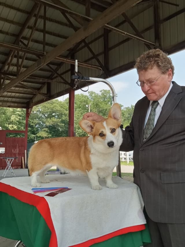Cornwall's Pembroke Welsh Corgi Puppies, Ready for their Forever Homes media 2