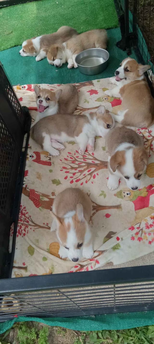 Cornwall's Pembroke Welsh Corgi Puppies, Ready for their Forever Homes media 13