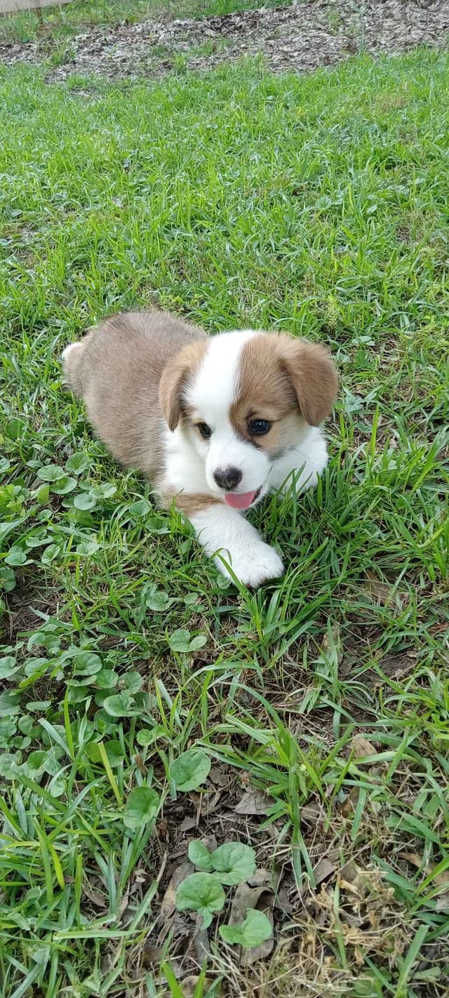 Cornwall's Pembroke Welsh Corgi Puppies, Ready for their Forever Homes media 9