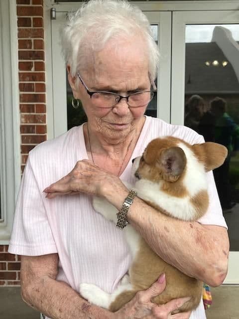 Cornwall's Pembroke Welsh Corgi Puppies, Ready for their Forever Homes media 4