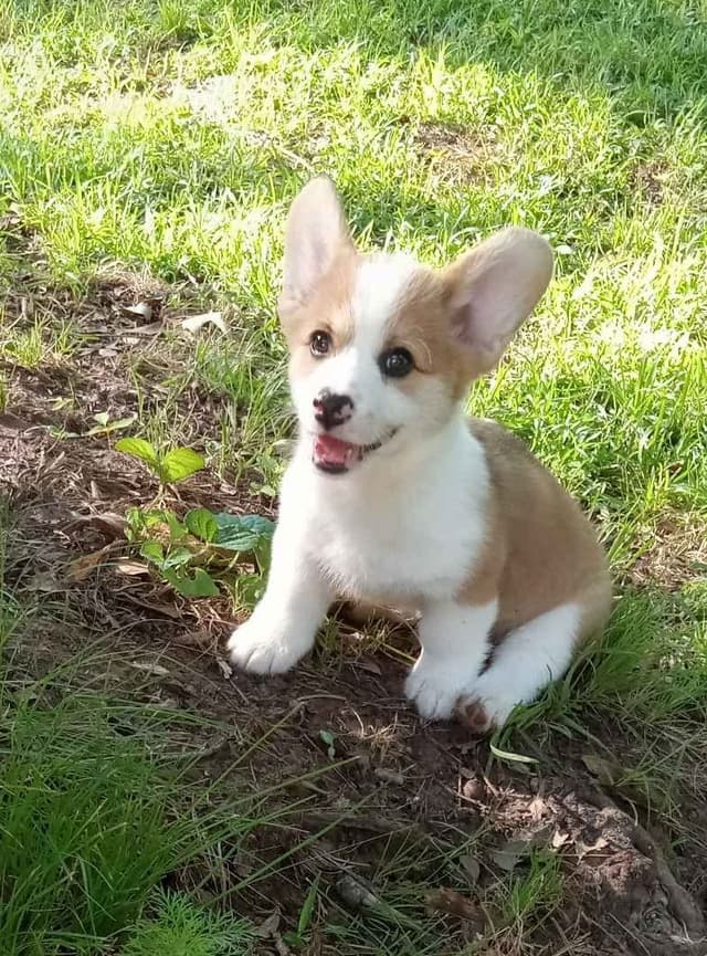 Cornwall's Pembroke Welsh Corgi Puppies, Ready for their Forever Homes media 12