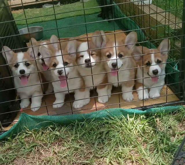 Cornwall's Pembroke Welsh Corgi Puppies, Ready for their Forever Homes media 3