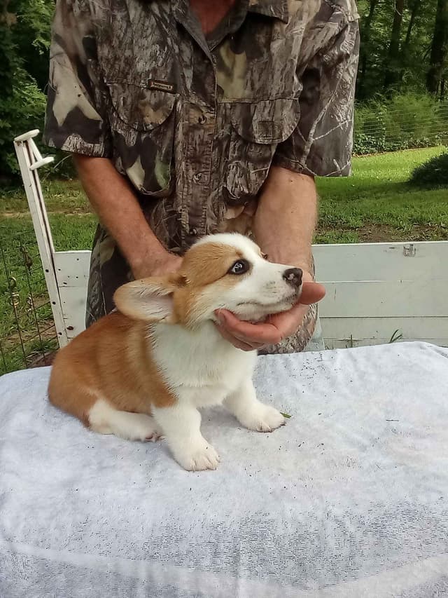 Cornwall's Pembroke Welsh Corgi Puppies, Ready for their Forever Homes media 6