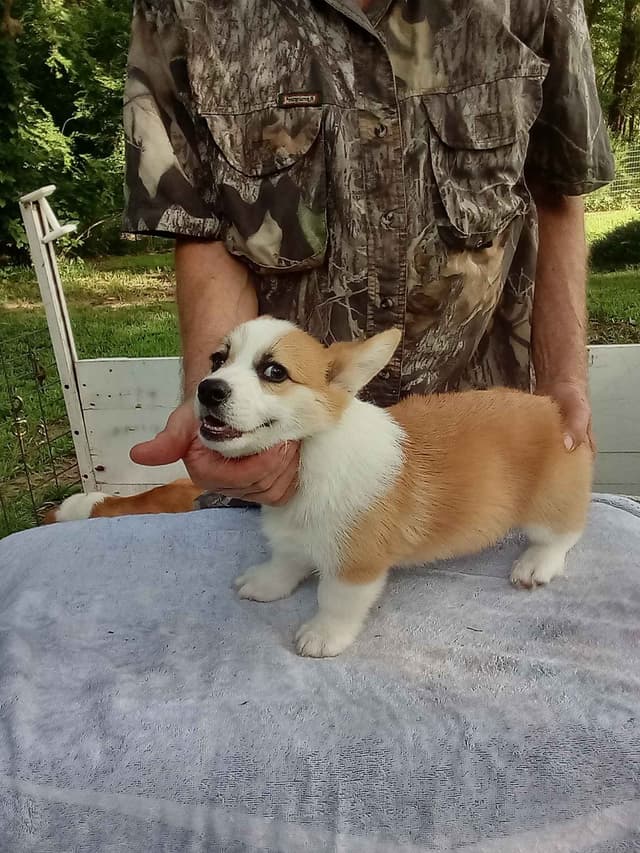 Cornwall's Pembroke Welsh Corgi Puppies, Ready for their Forever Homes media 10