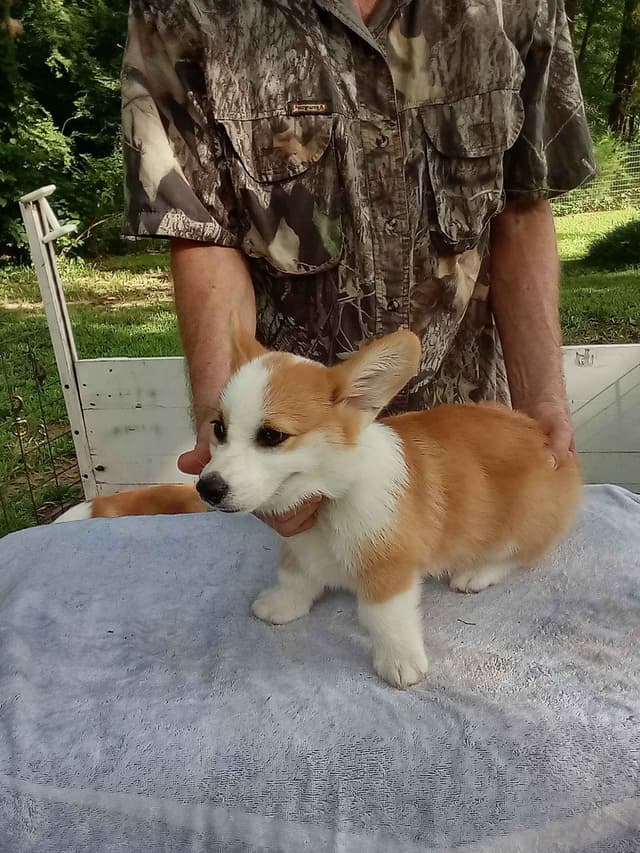 Cornwall's Pembroke Welsh Corgi Puppies, Ready for their Forever Homes media 11