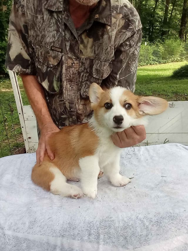 Cornwall's Pembroke Welsh Corgi Puppies, Ready for their Forever Homes media 5