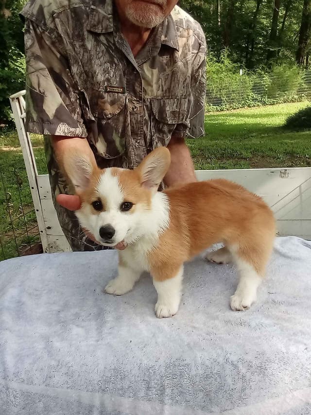 Cornwall's Pembroke Welsh Corgi Puppies, Ready for their Forever Homes media 16