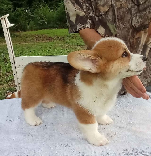 Cornwall's Pembroke Welsh Corgi Puppies, Ready for their Forever Homes media 7