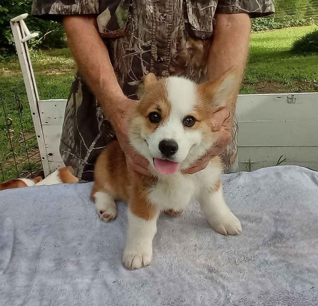 Cornwall's Pembroke Welsh Corgi Puppies, Ready for their Forever Homes media 8
