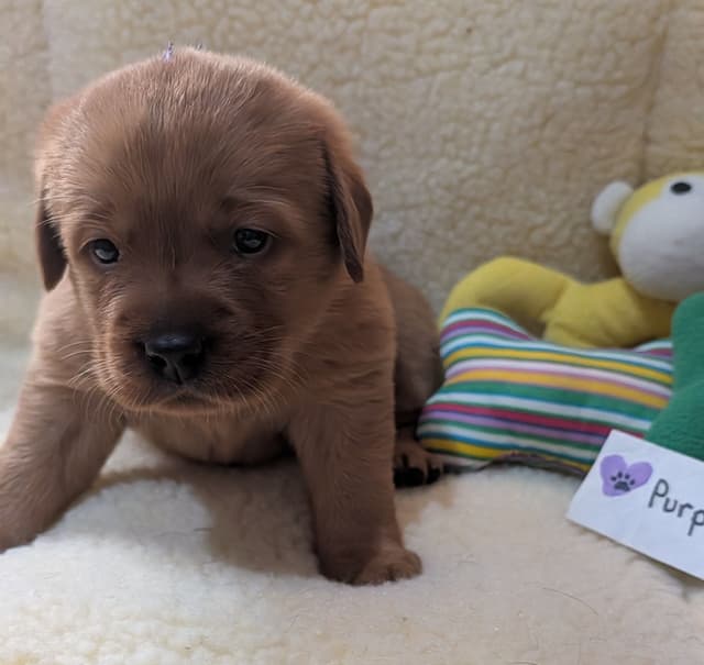 Labrador Retriever Puppies media 6
