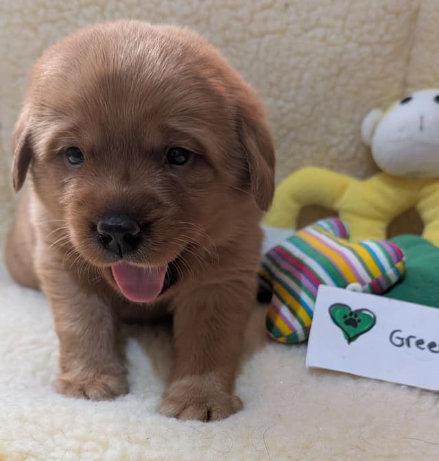 Labrador Retriever Puppies media 7