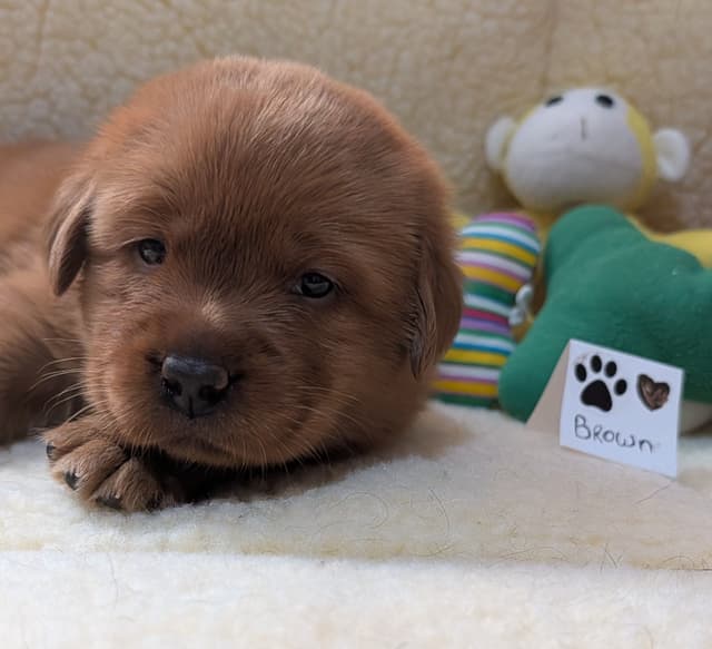 Labrador Retriever Puppies media 8