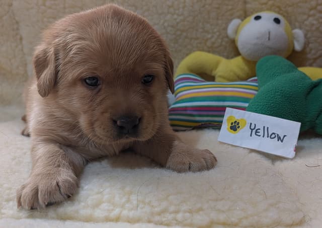 Labrador Retriever Puppies media 9