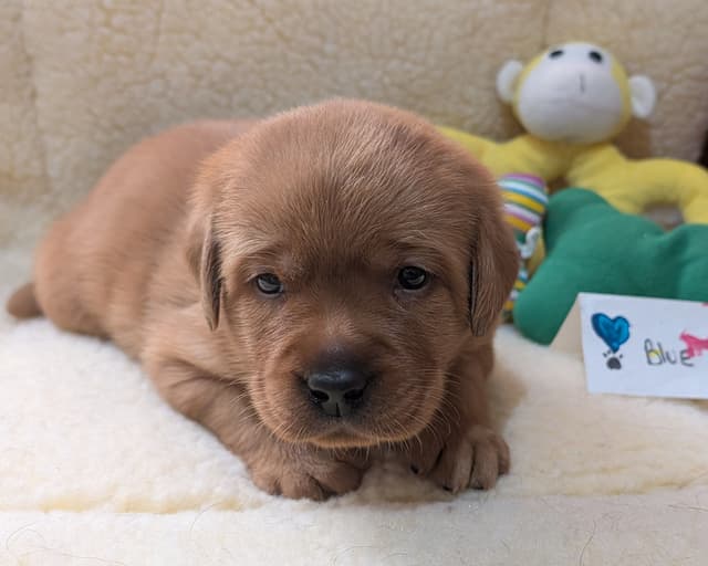 Labrador Retriever Puppies media 10