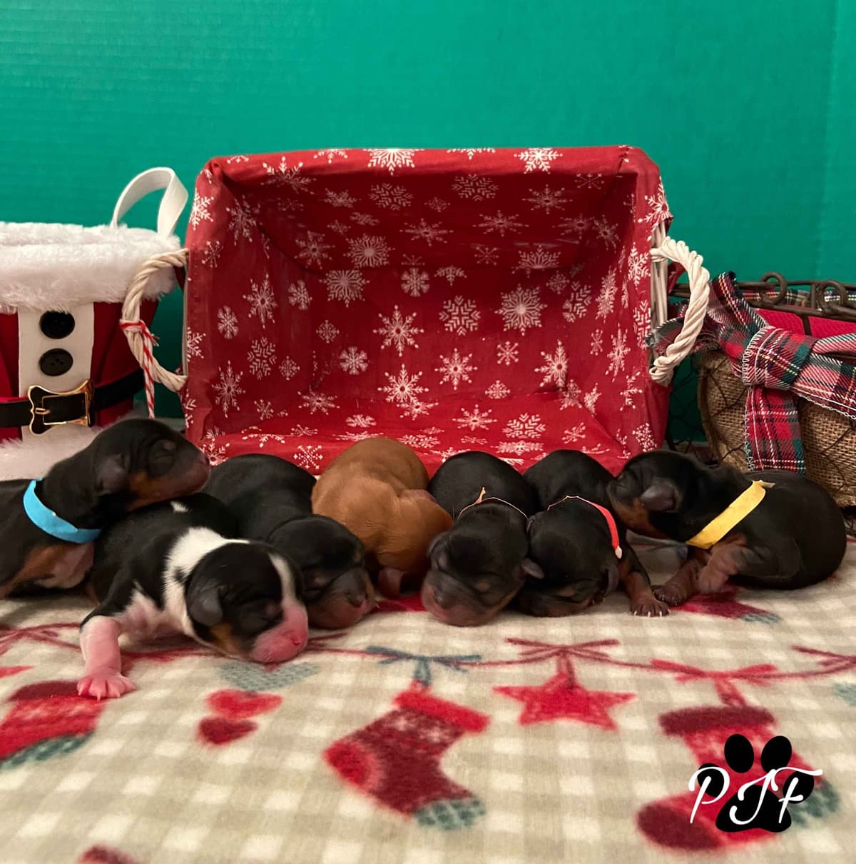 Gorgeous Cavalier King Charles Spaniel Puppies breeder image 4