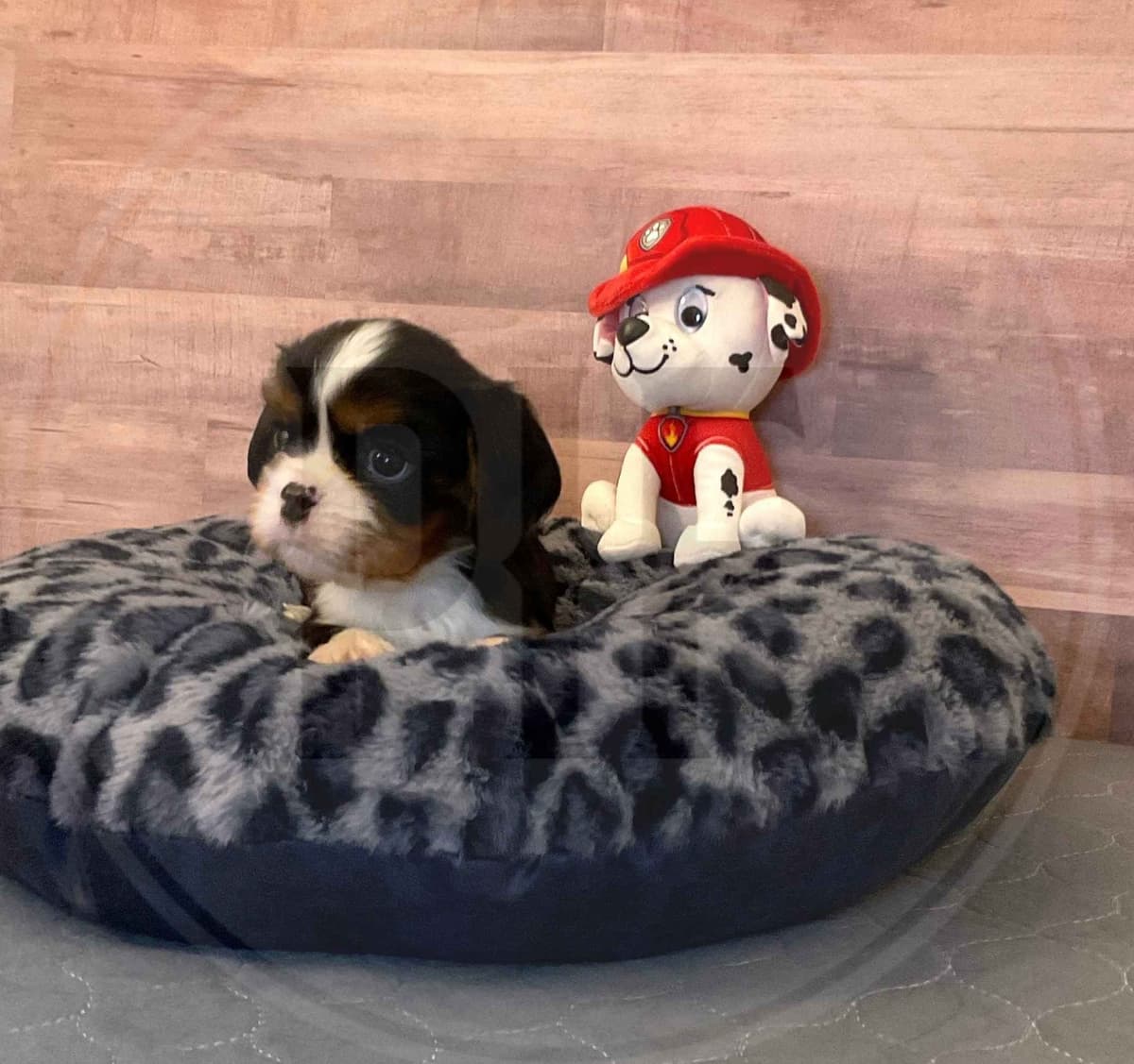 Gorgeous Cavalier King Charles Spaniel Puppies breeder image 7