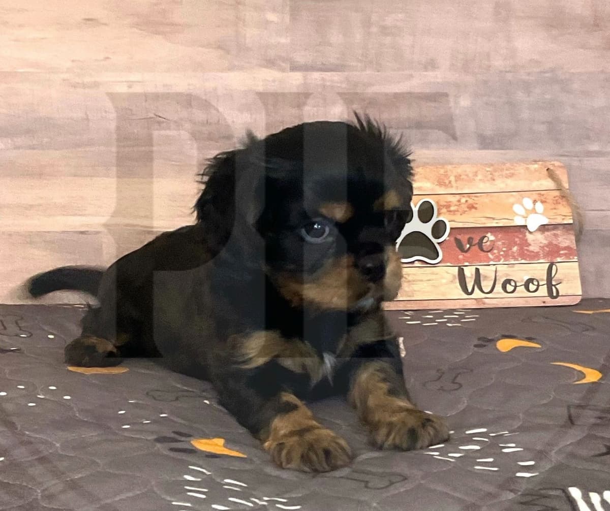 Gorgeous Cavalier King Charles Spaniel Puppies breeder image 8
