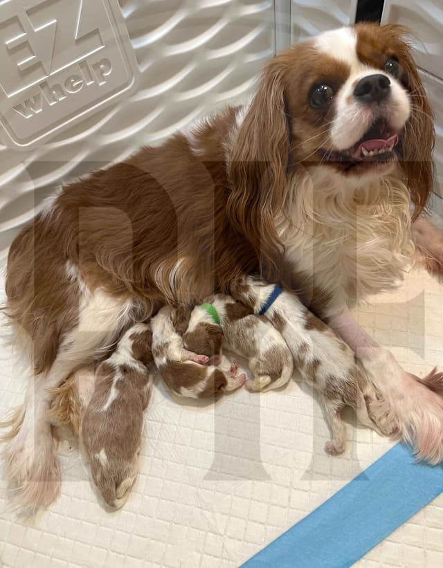 Gorgeous Cavalier King Charles Spaniel Puppies media 8