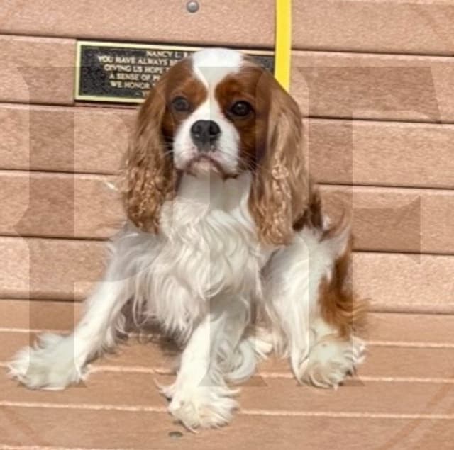 Gorgeous Cavalier King Charles Spaniel Puppies media 9