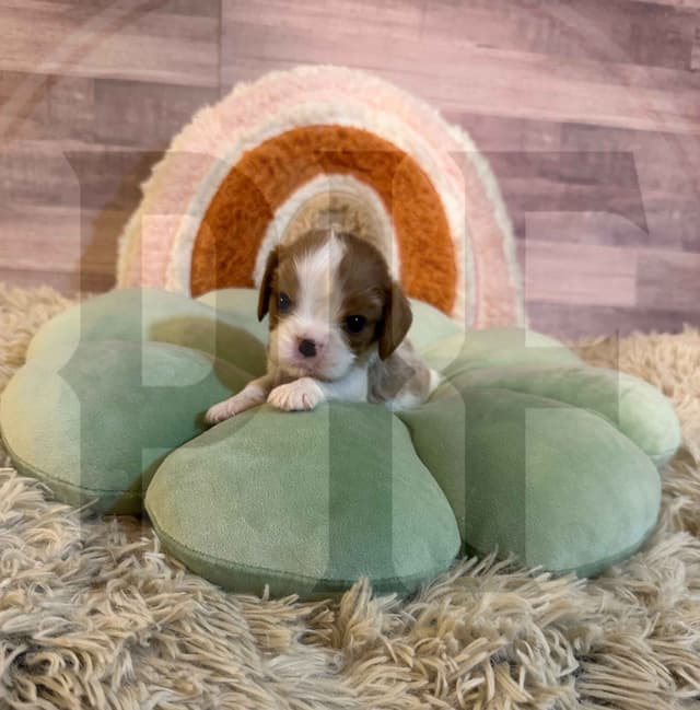 Gorgeous Cavalier King Charles Spaniel Puppies media 5