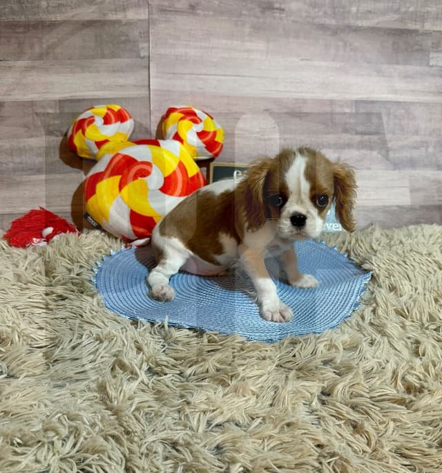 Gorgeous Cavalier King Charles Spaniel Puppies media 3