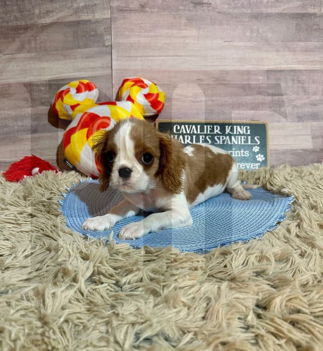 Gorgeous Cavalier King Charles Spaniel Puppies media 2