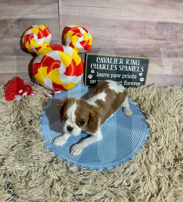 Gorgeous Cavalier King Charles Spaniel Puppies media 4