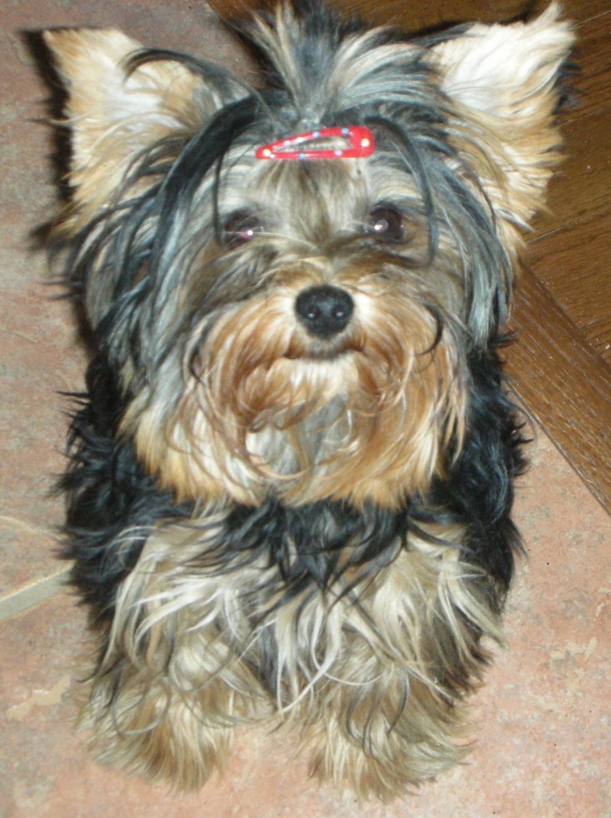 Yorkshire Terrier Puppy - ready for new home April 1st breeder image 1