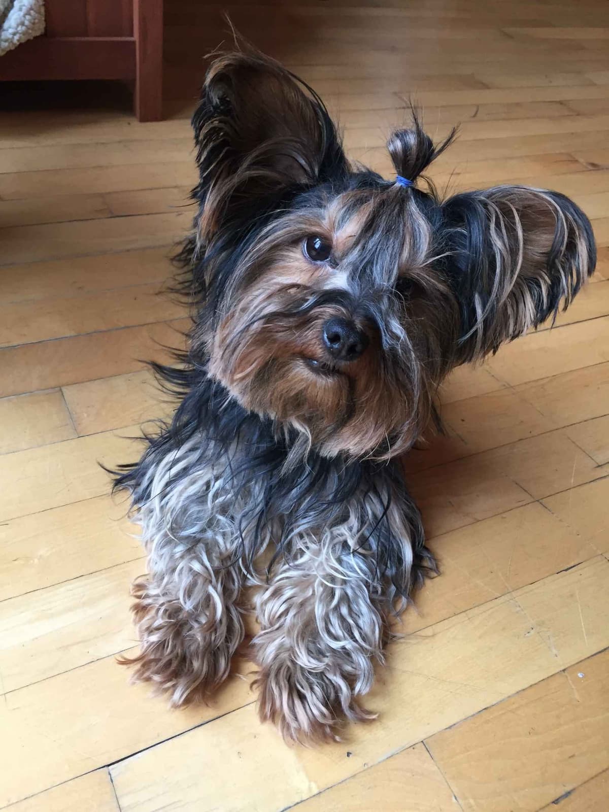 Yorkshire Terrier Puppy - ready for new home April 1st breeder image 3
