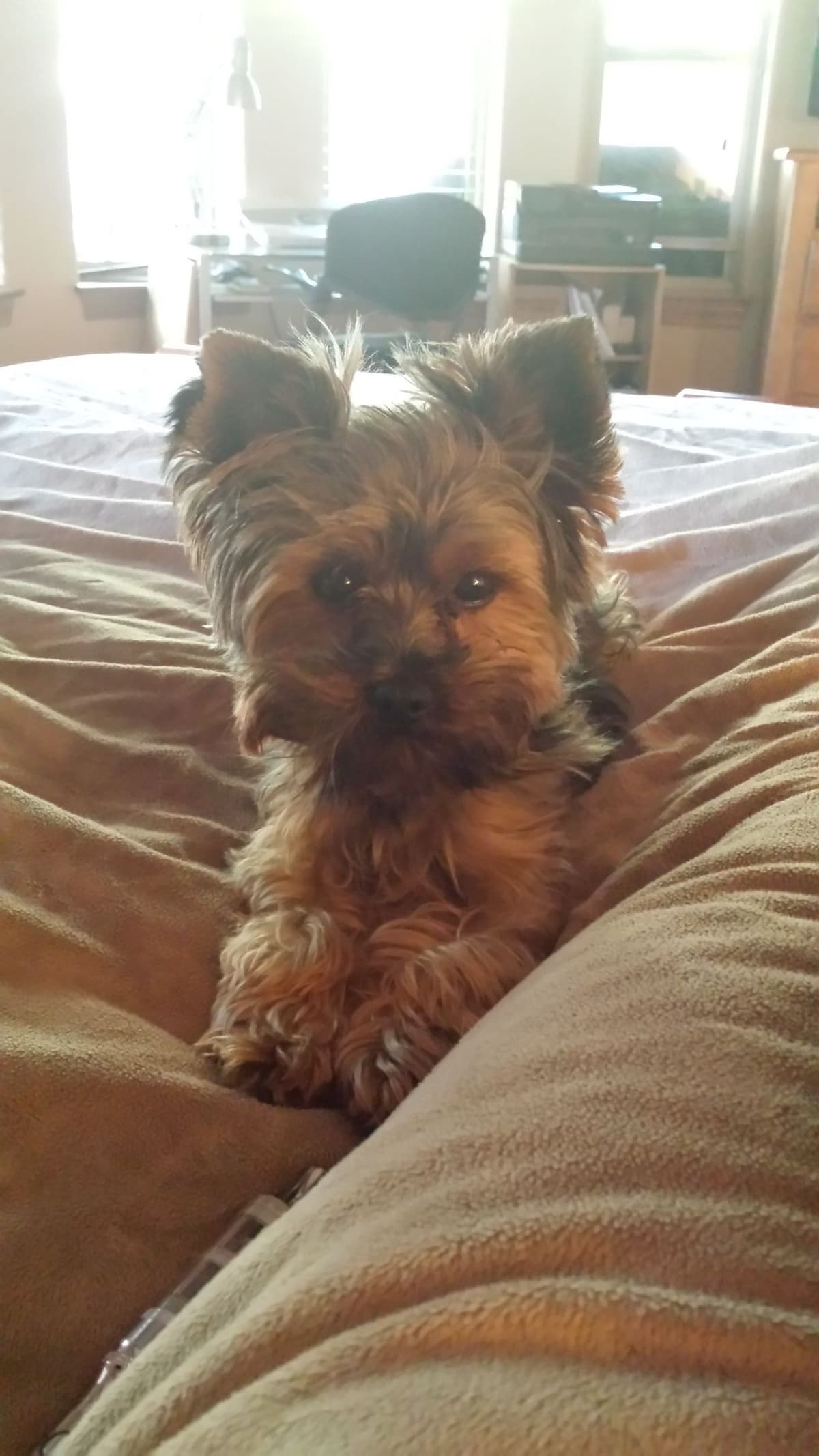 Yorkshire Terrier Puppy - ready for new home April 1st breeder image 4