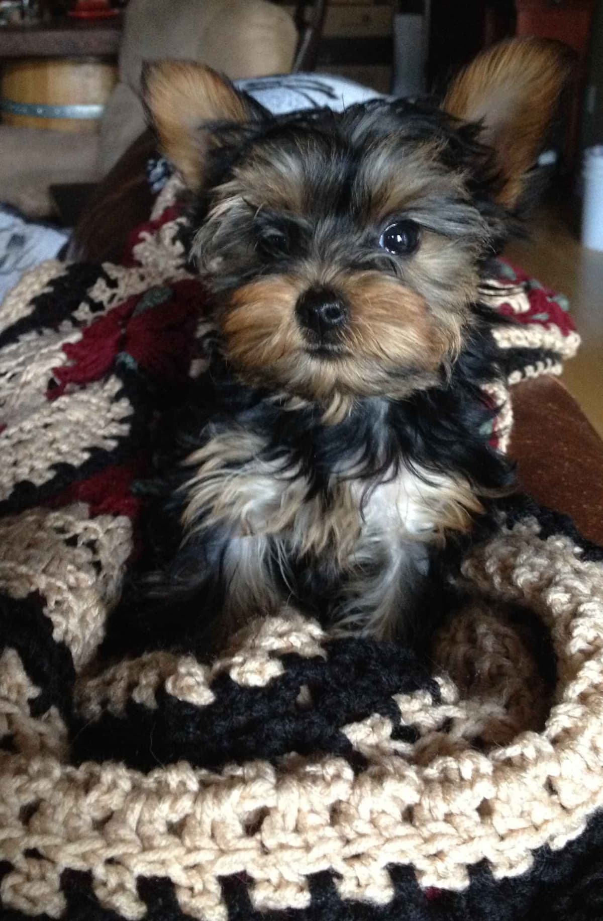 Yorkshire Terrier Puppy - ready for new home April 1st breeder image 5