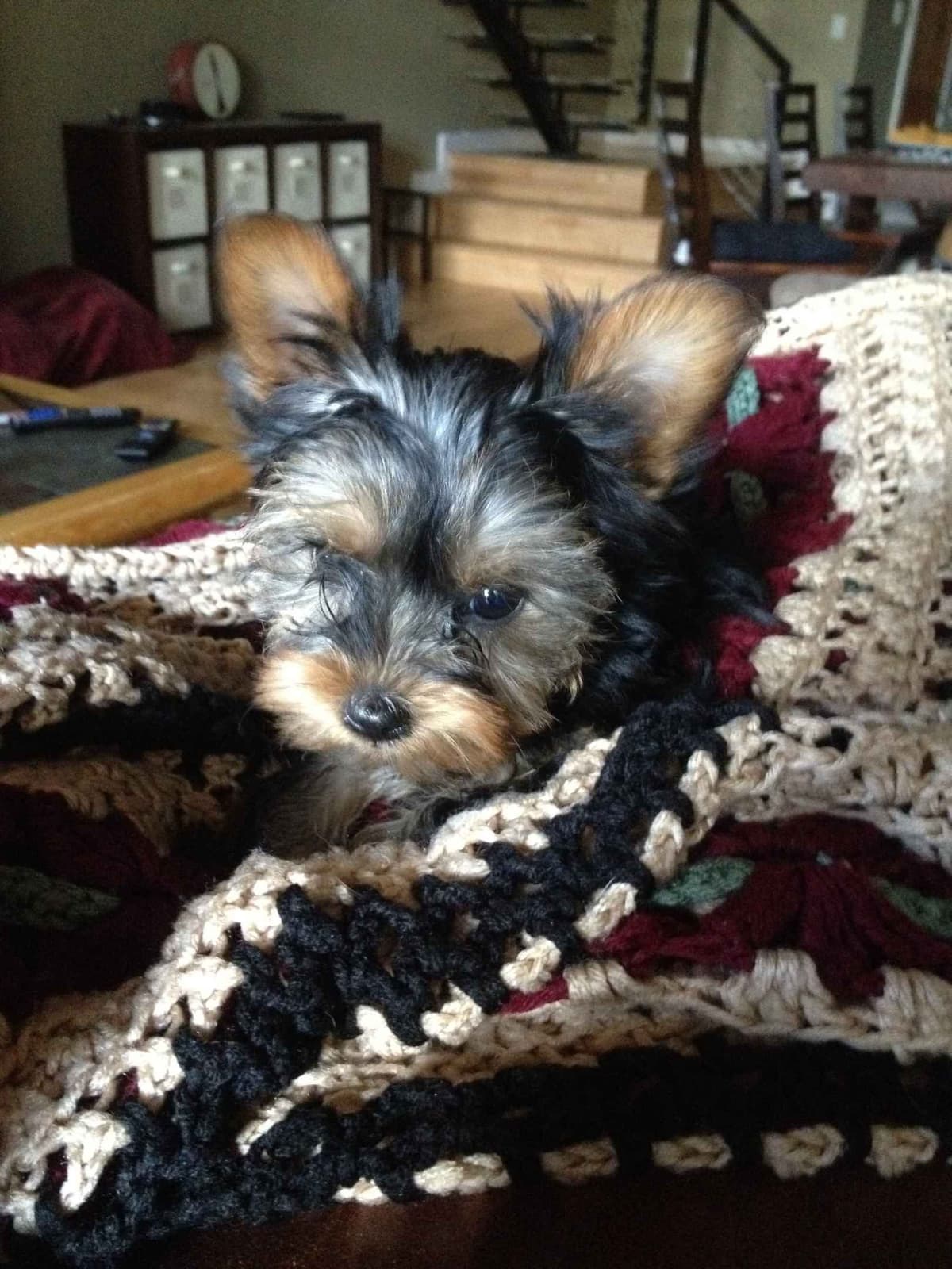 Yorkshire Terrier Puppy - ready for new home April 1st breeder image 6