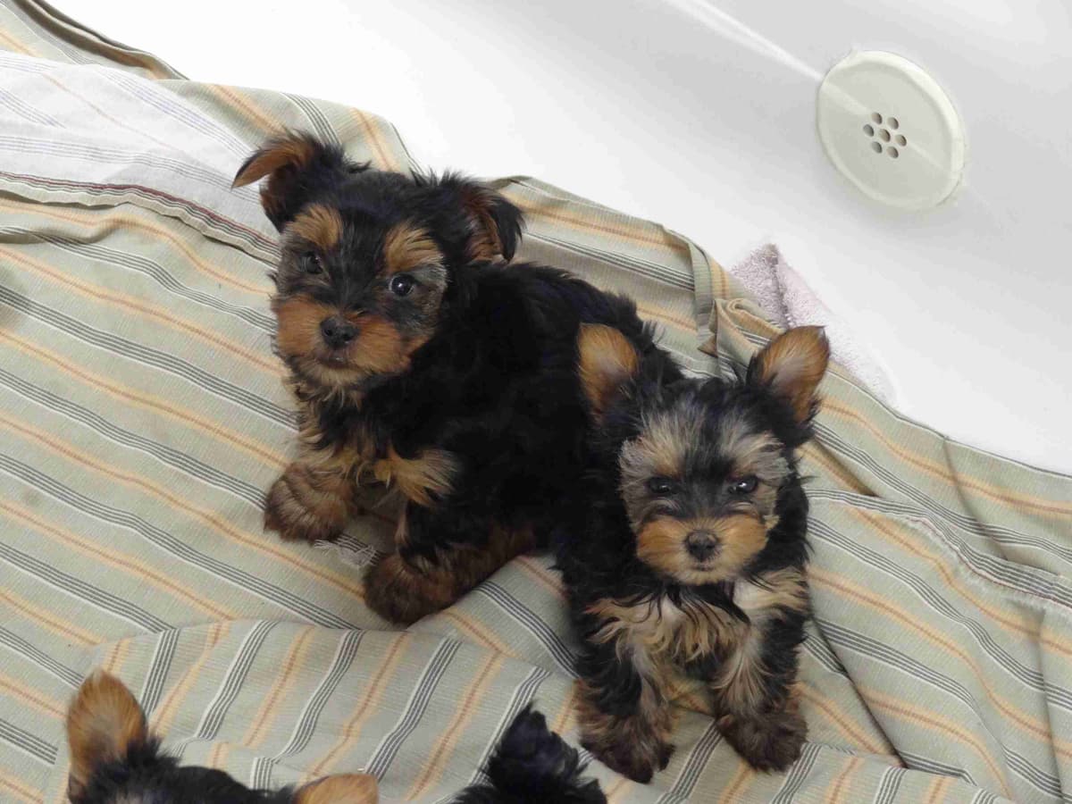 Yorkshire Terrier Puppy - ready for new home April 1st breeder image 8