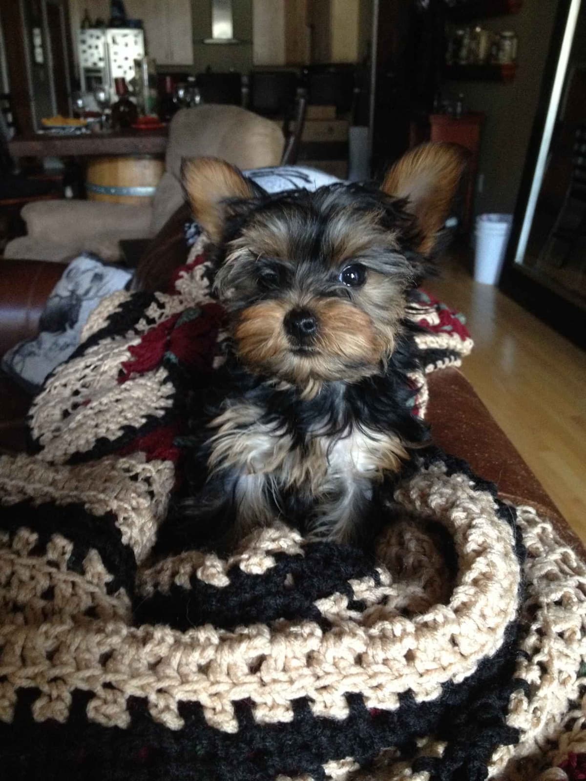 Yorkshire Terrier Puppy - ready for new home April 1st breeder image 9