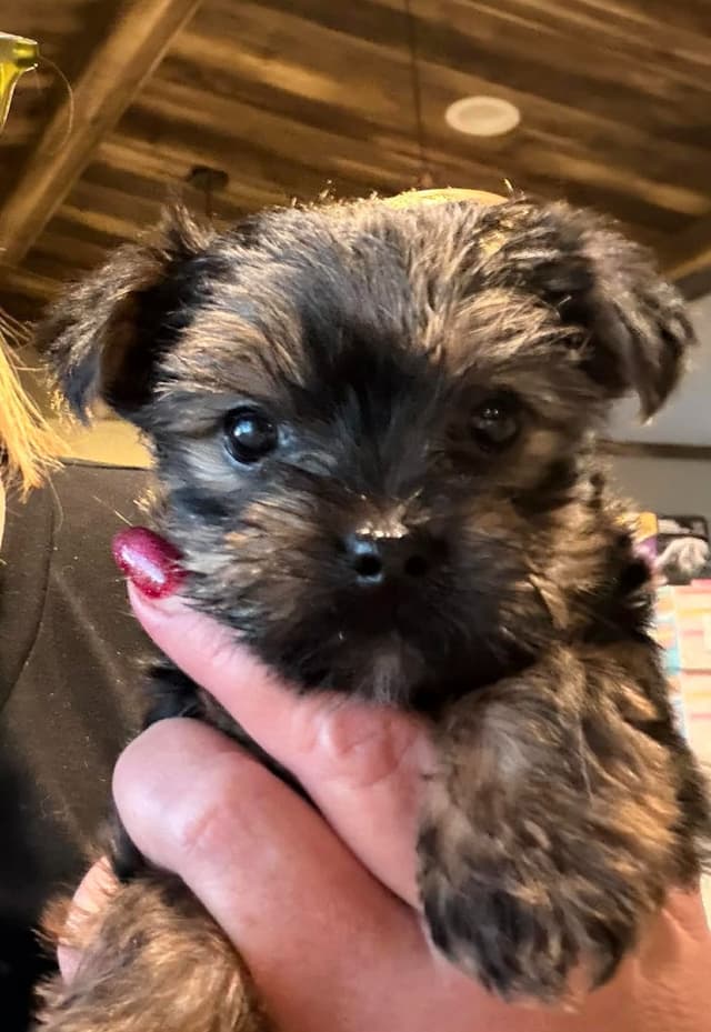Yorkshire Terrier Puppy - ready for new home April 1st media 2