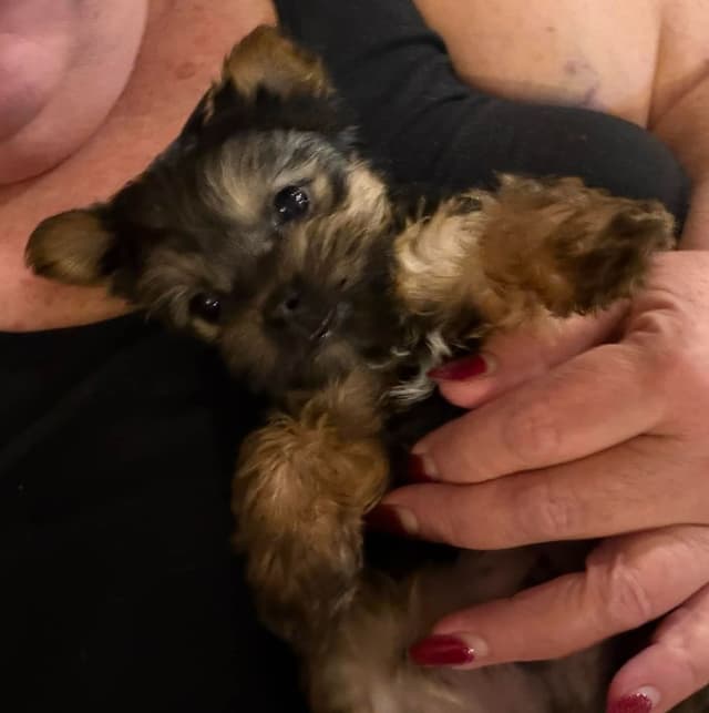 Yorkshire Terrier Puppy - ready for new home April 1st media 3