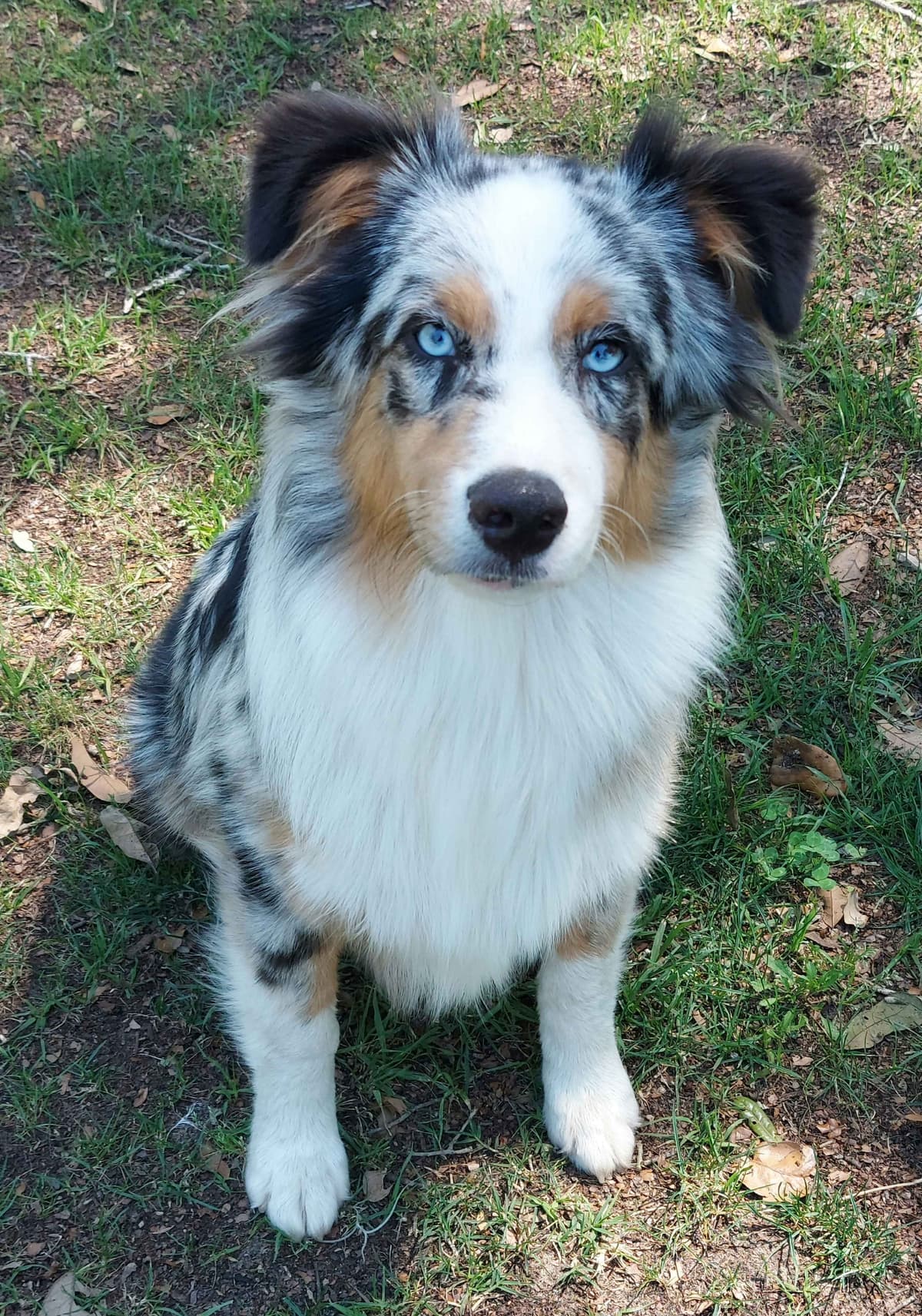 Australian Shepherd Puppies breeder image 1
