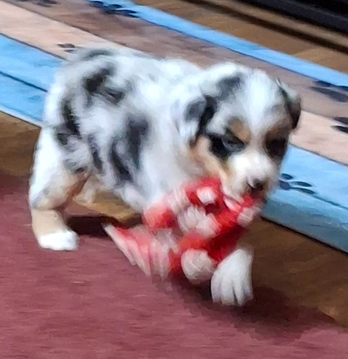 Australian Shepherd Puppies breeder image 2